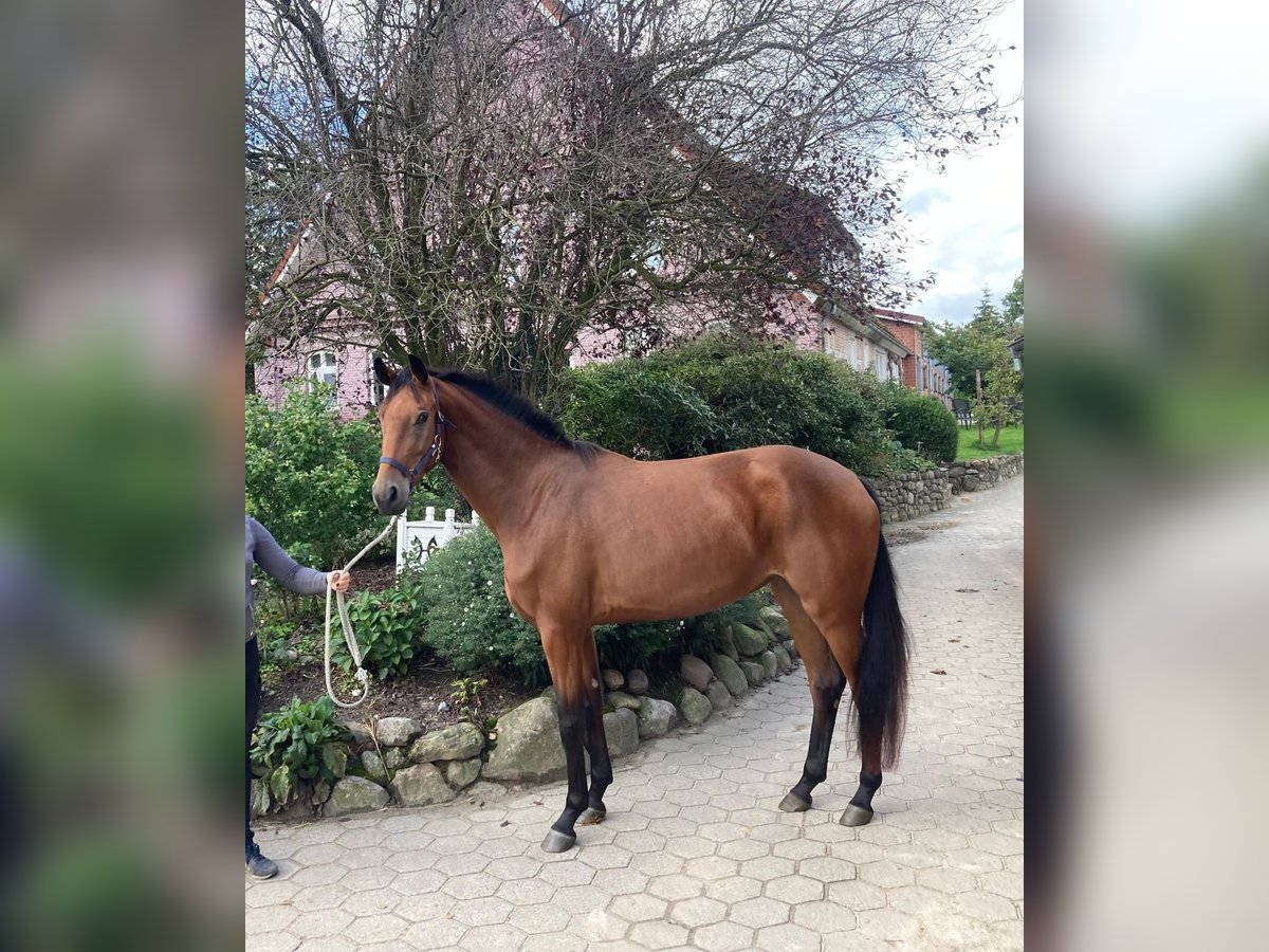 Oldenburg Mare 3 years 16,2 hh Brown in Bargstedt