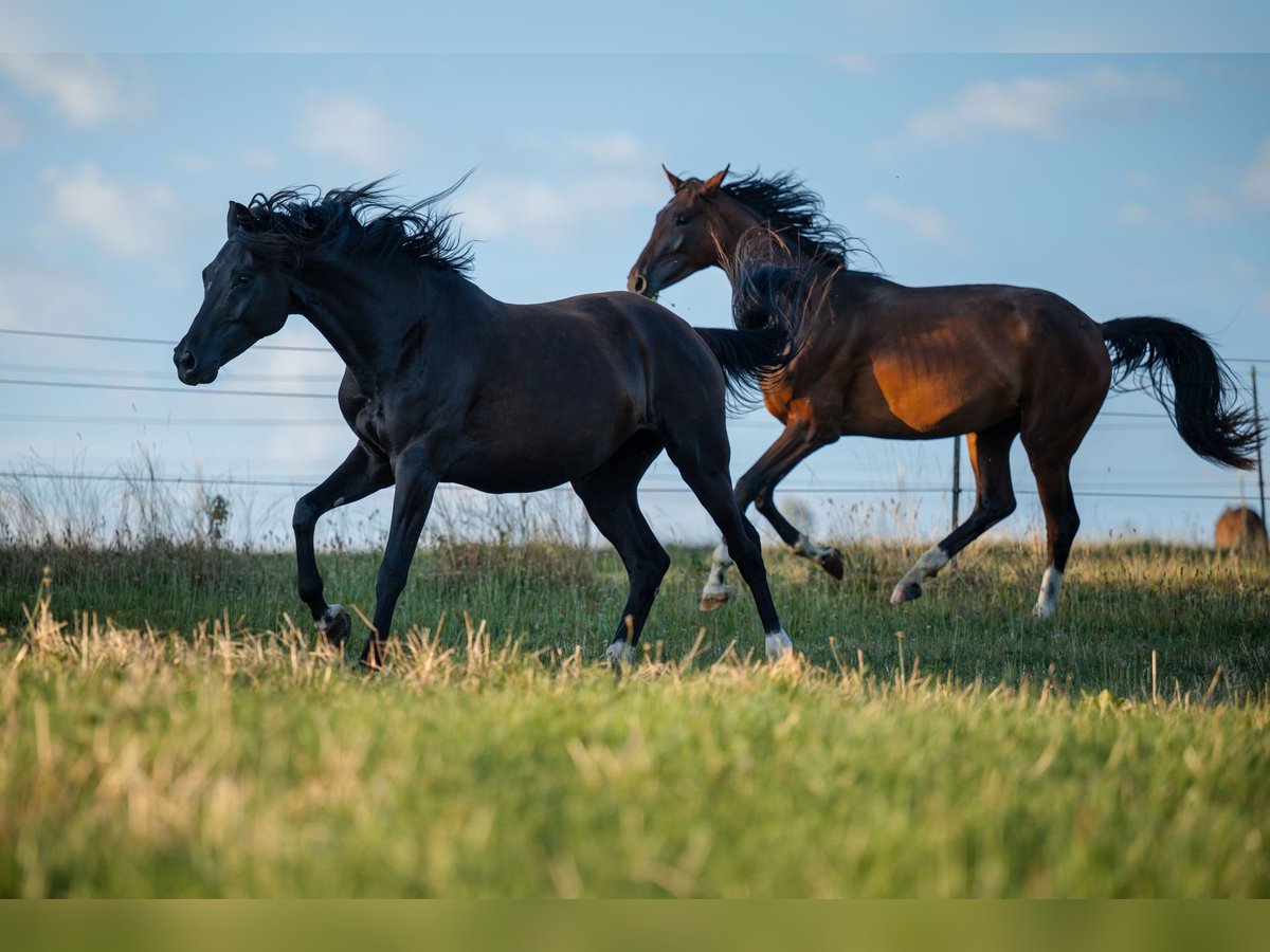 Oldenburg Mare 3 years 16,2 hh Brown in Mühldorf am Inn