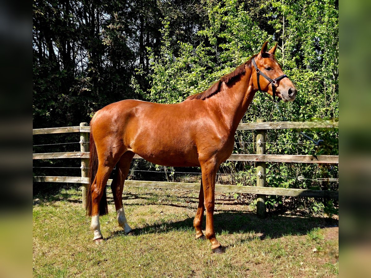 Oldenburg Mare 3 years 16,2 hh Chestnut in Apen