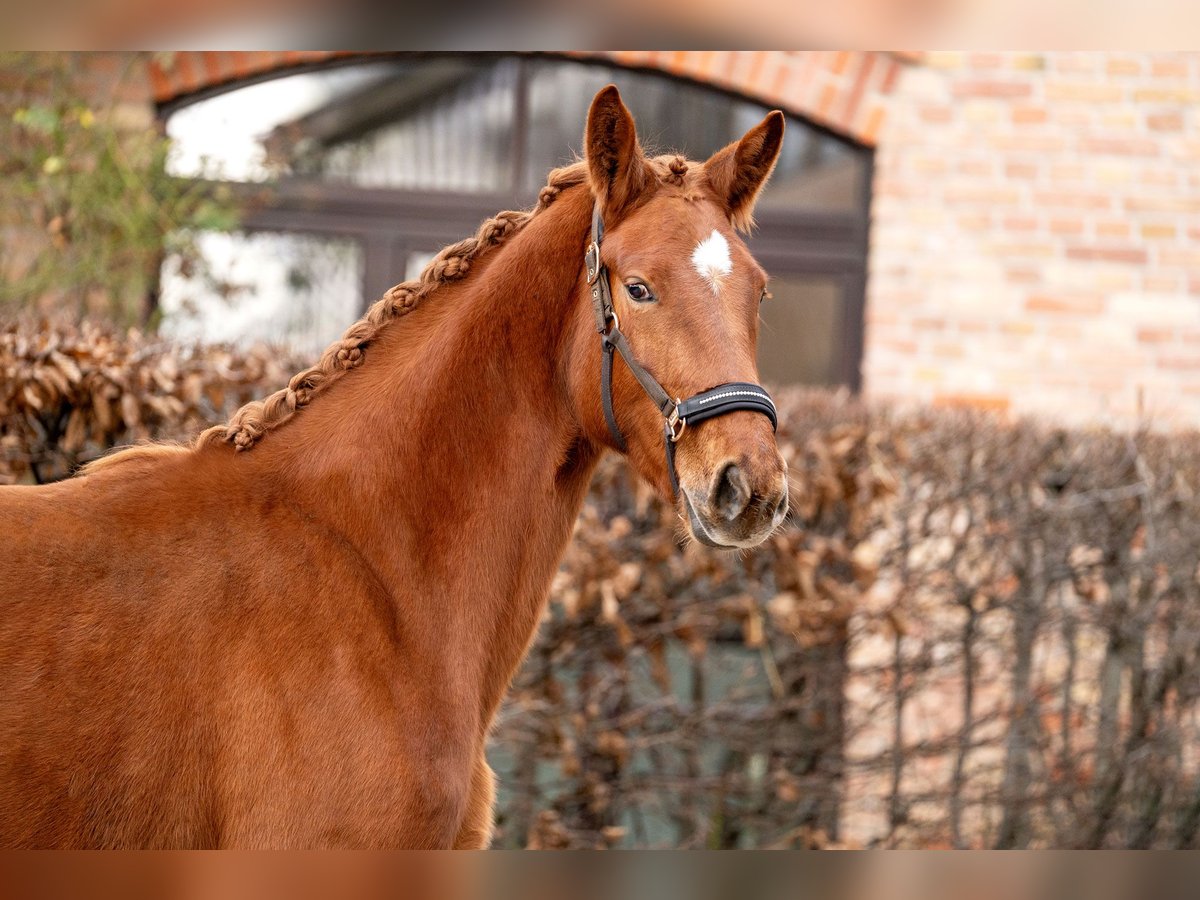 Oldenburg Mare 3 years 16,2 hh Chestnut-Red in Berlin