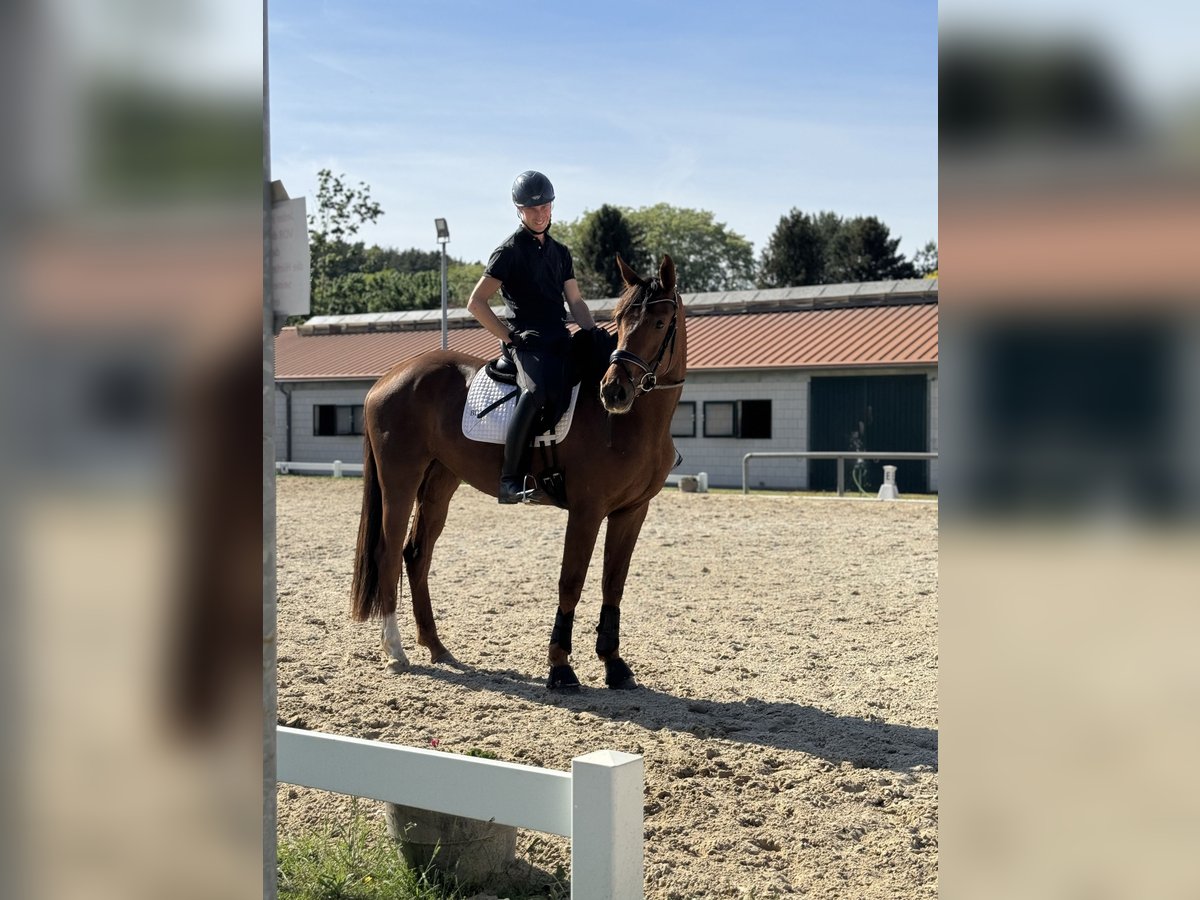 Oldenburg Mare 3 years 16,3 hh Chestnut in Werder