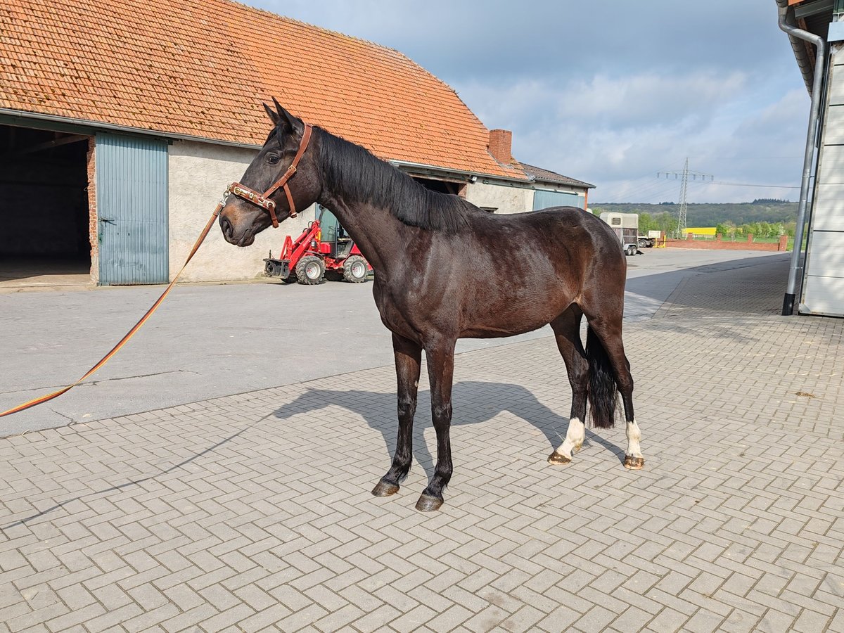 Oldenburg Mare 3 years 16,3 hh Smoky-Black in Bad Rothenfelde