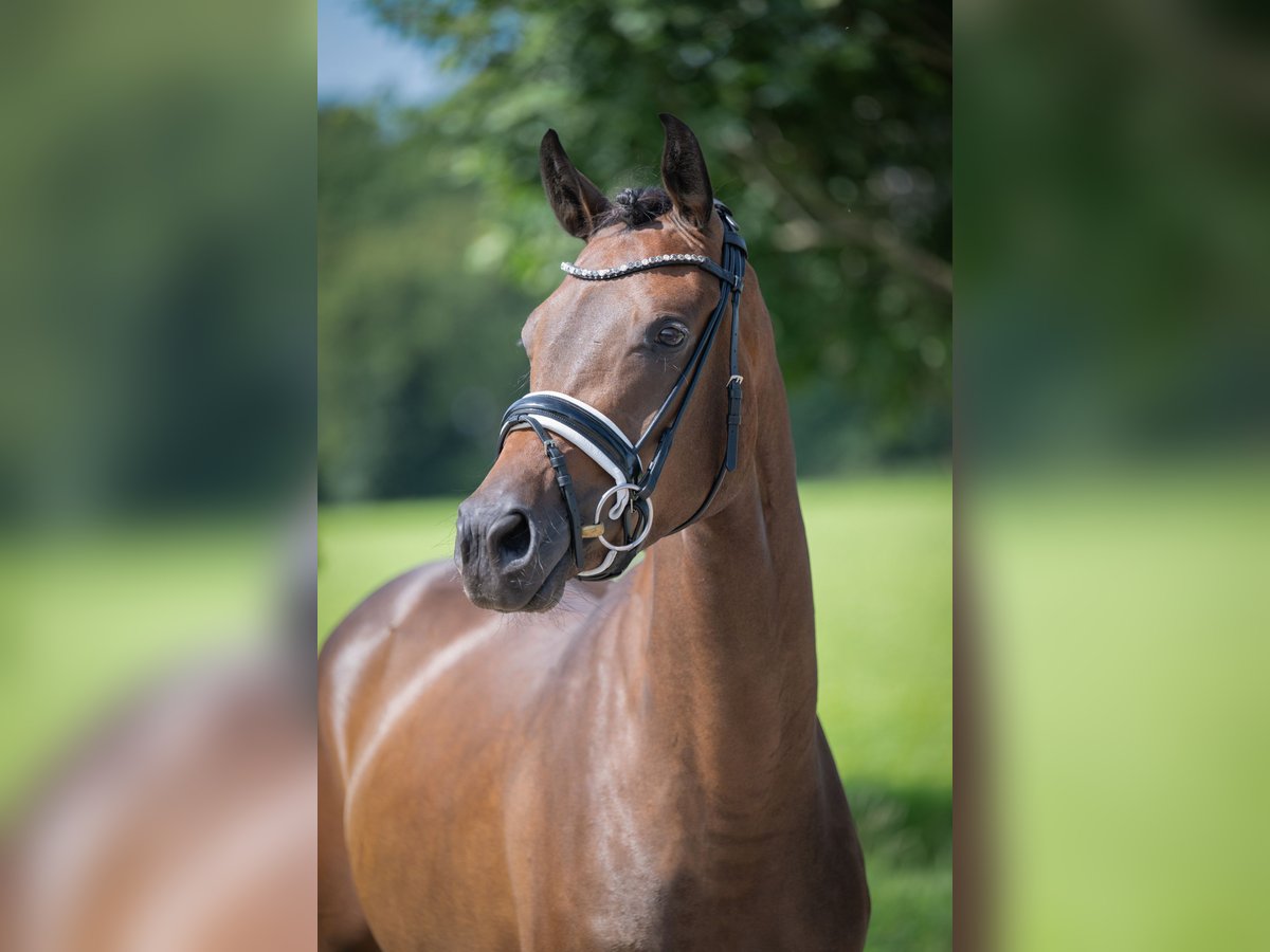 Oldenburg Mare 3 years 16 hh Bay-Dark in Bramsche