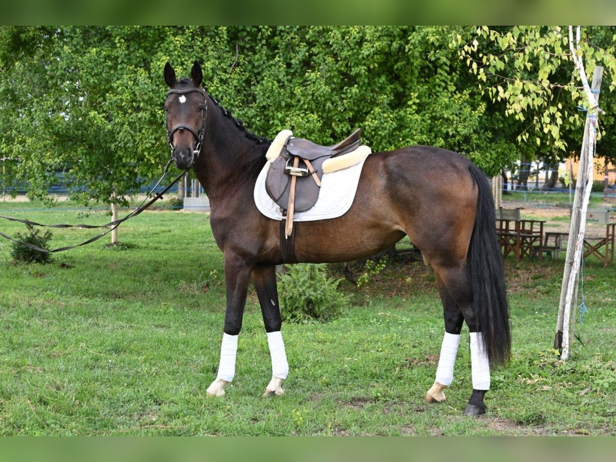 Oldenburg Mare 3 years 16 hh Bay-Dark in Zs&#xE1;mb&#xE9;k