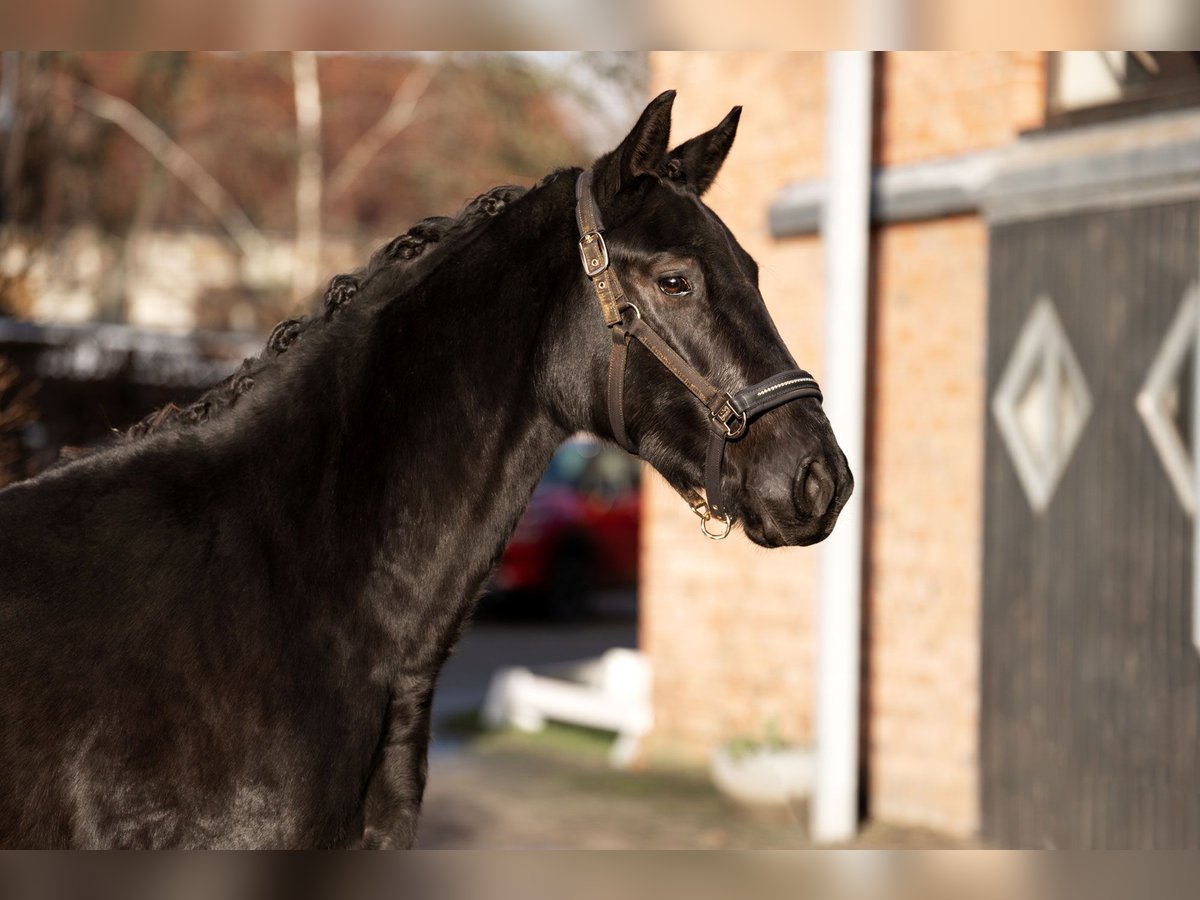 Oldenburg Mare 3 years 16 hh Black in Berlin