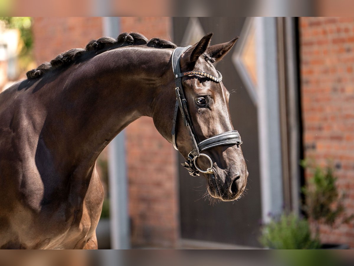 Oldenburg Mare 3 years 16 hh Black in Berlin