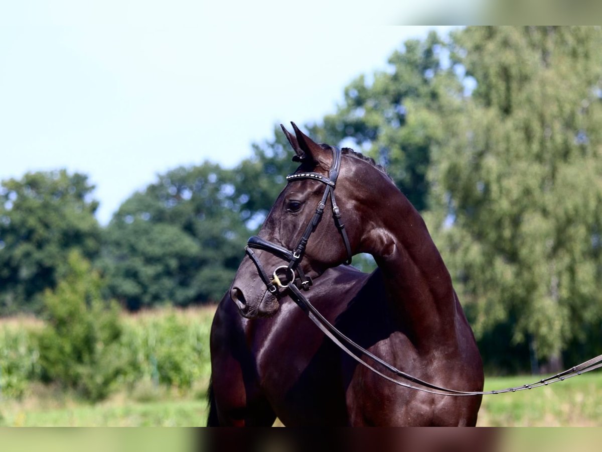 Oldenburg Mare 3 years 16 hh Black in Cappeln (Oldenburg)