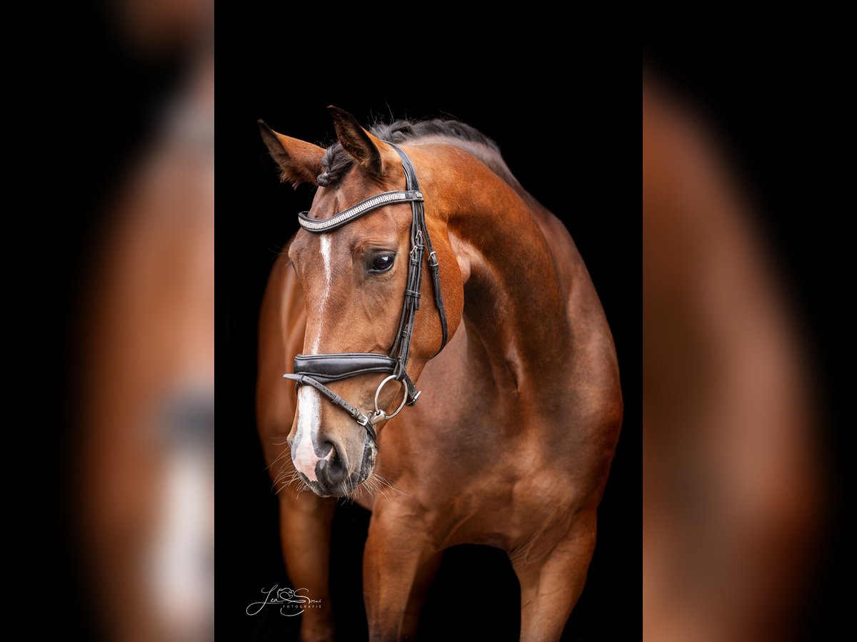 Oldenburg Mare 3 years 16 hh Brown in Stolberg (Rheinland)