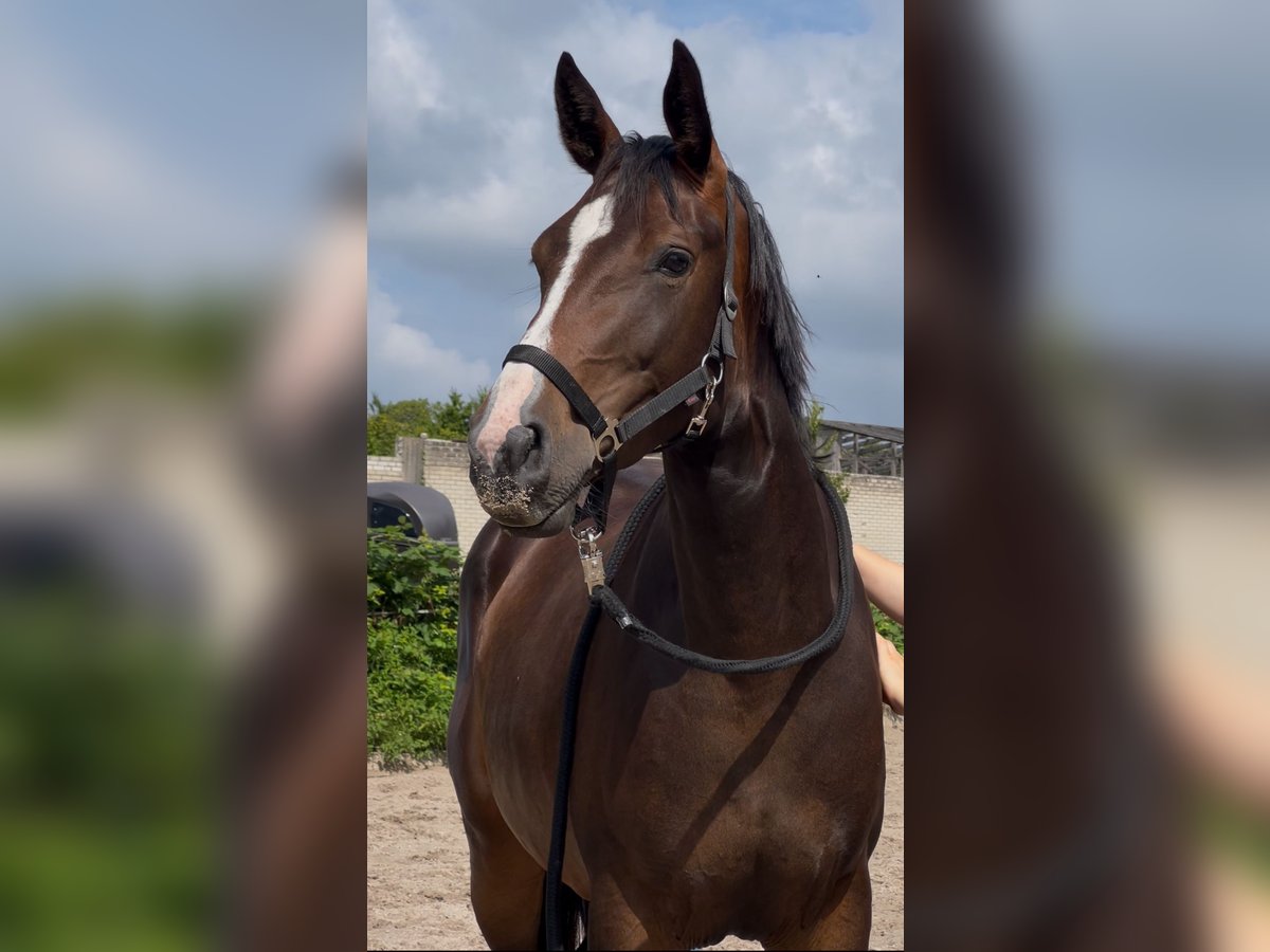 Oldenburg Mare 3 years 16 hh Brown in Varel