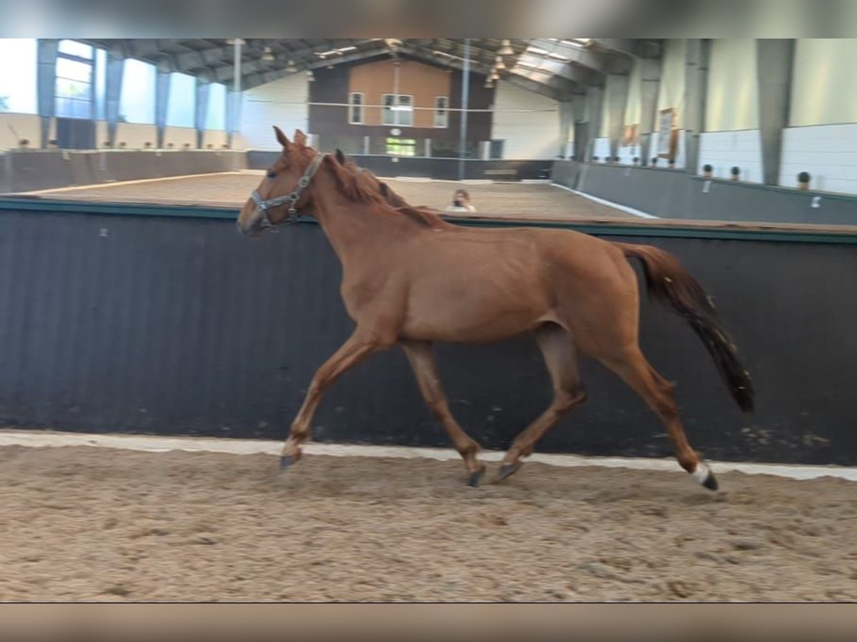 Oldenburg Mare 3 years 16 hh Chestnut-Red in Petershagen