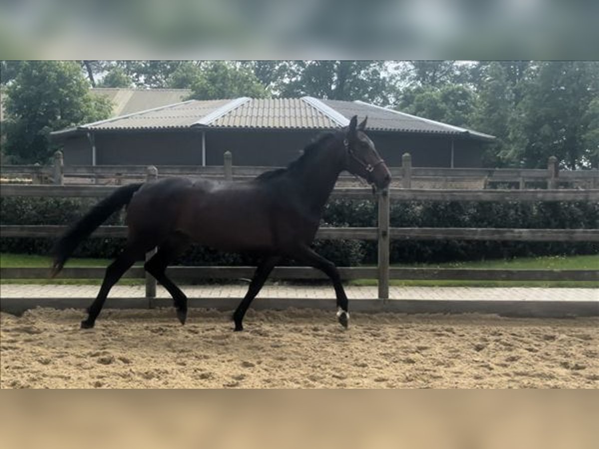 Oldenburg Mare 3 years 16 hh Smoky-Black in Kalmthout