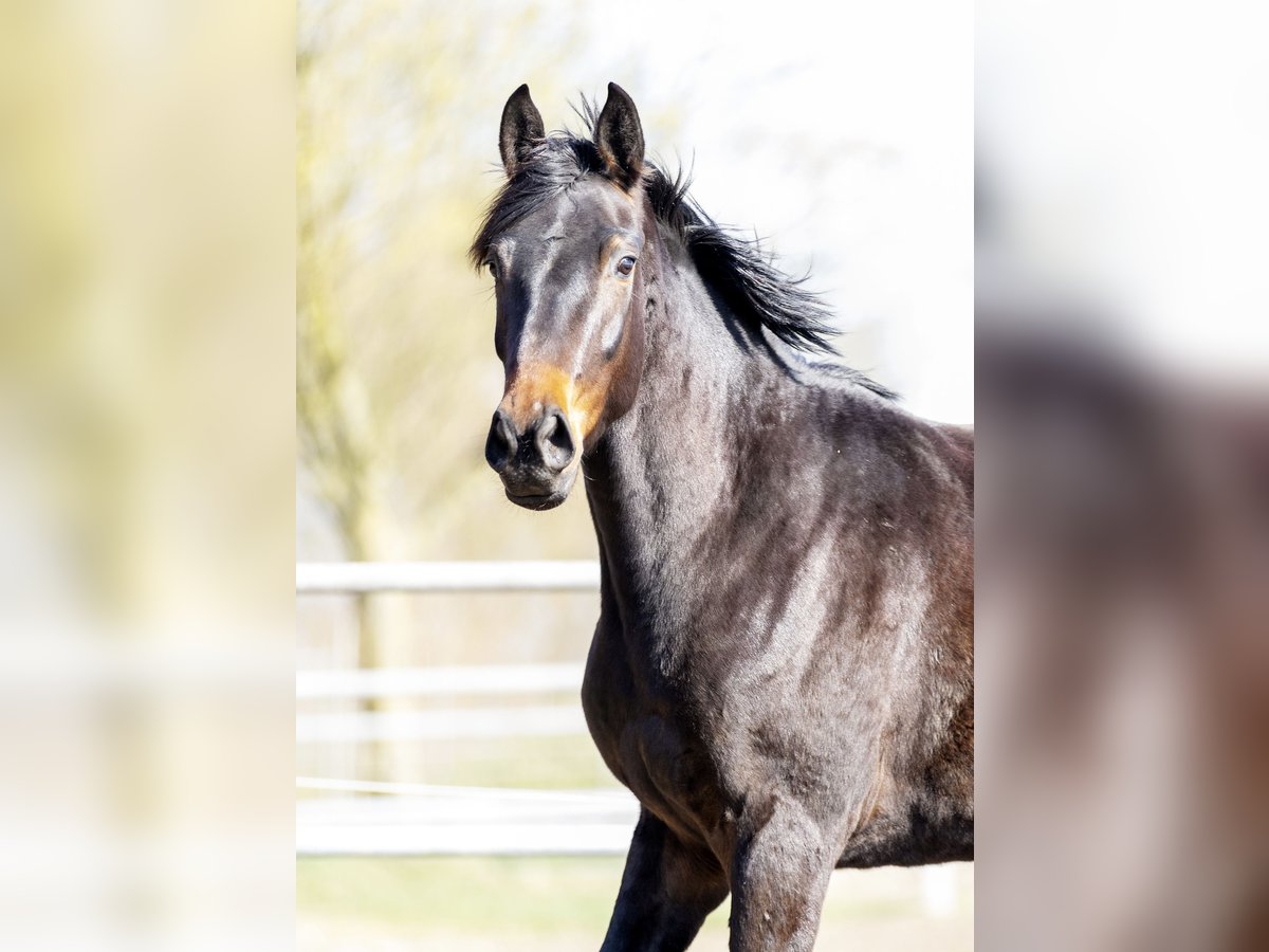 Oldenburg Mare 3 years 16,1 hh Bay-Dark in Bargstedt