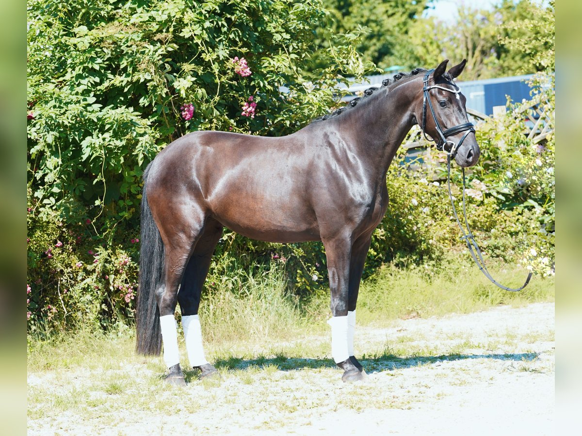 Oldenburg Mare 3 years 16,1 hh Black in Hohenfelde