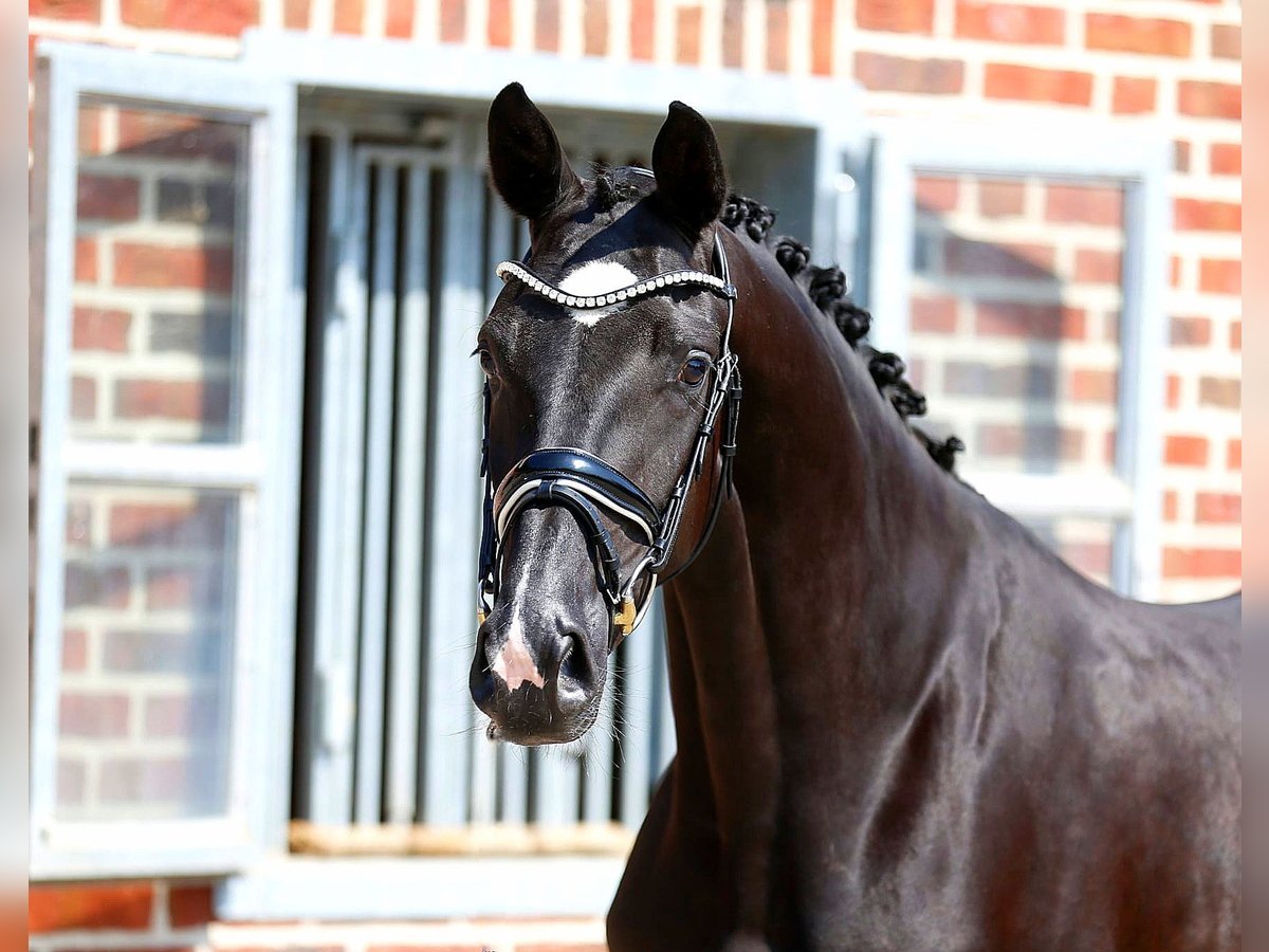 Oldenburg Mare 3 years 16,1 hh Black in Bramsche