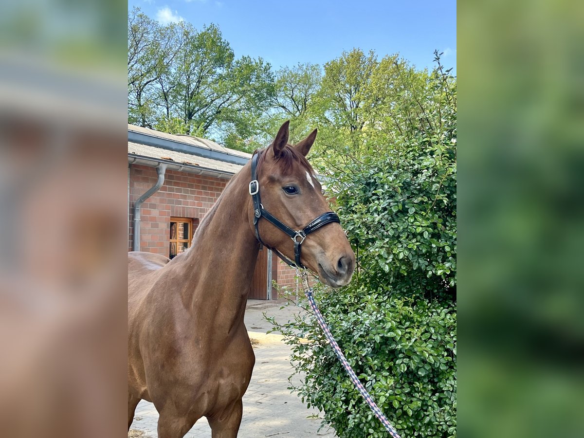 Oldenburg Mare 3 years 16,1 hh Chestnut in Drantum