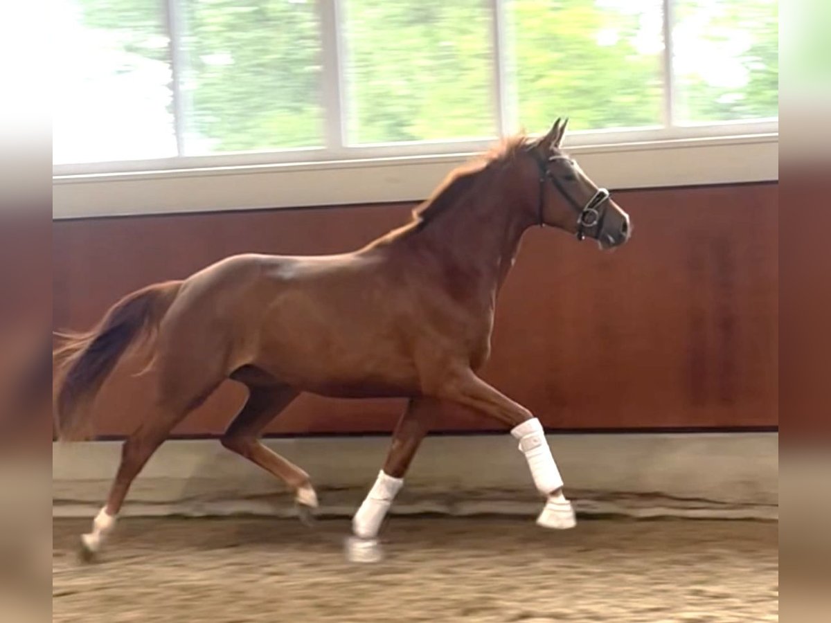 Oldenburg Mare 3 years 16,1 hh Chestnut-Red in Berne