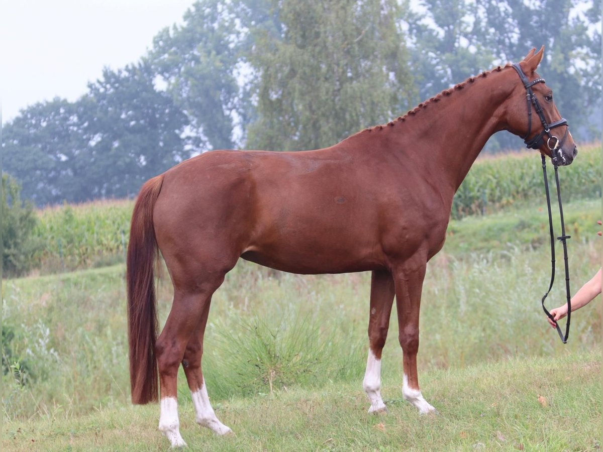 Oldenburg Mare 3 years 16,1 hh Chestnut-Red in Cappeln (Oldenburg)