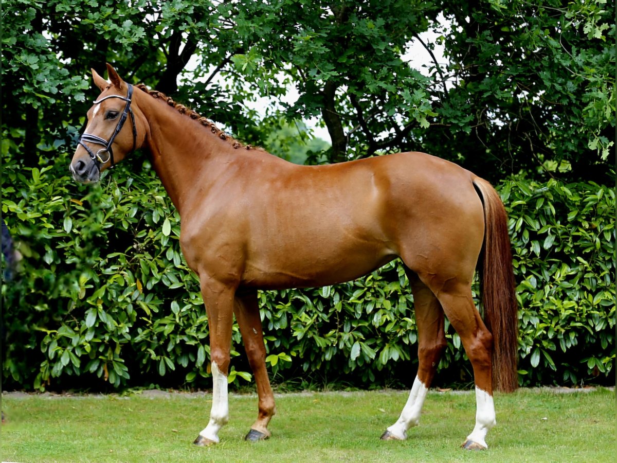 Oldenburg Mare 3 years 16,1 hh Chestnut-Red in Bramsche