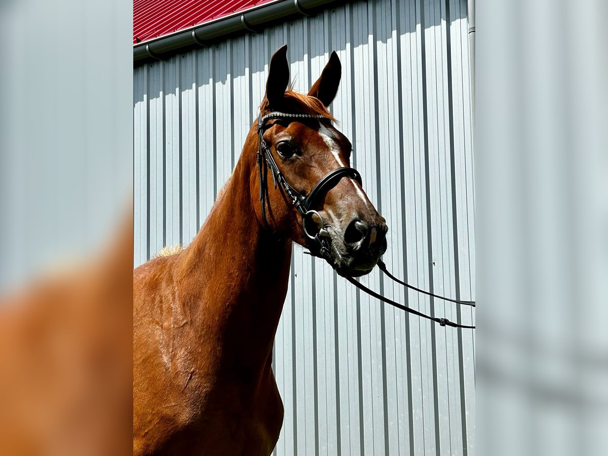 Oldenburg Mare 3 years 16,1 hh Chestnut-Red in Majewo