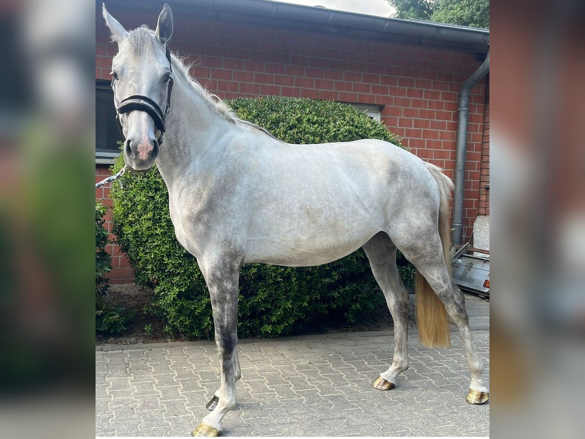 Oldenburg Mare 3 years 16,1 hh Gray in Oer-Erkenschwick