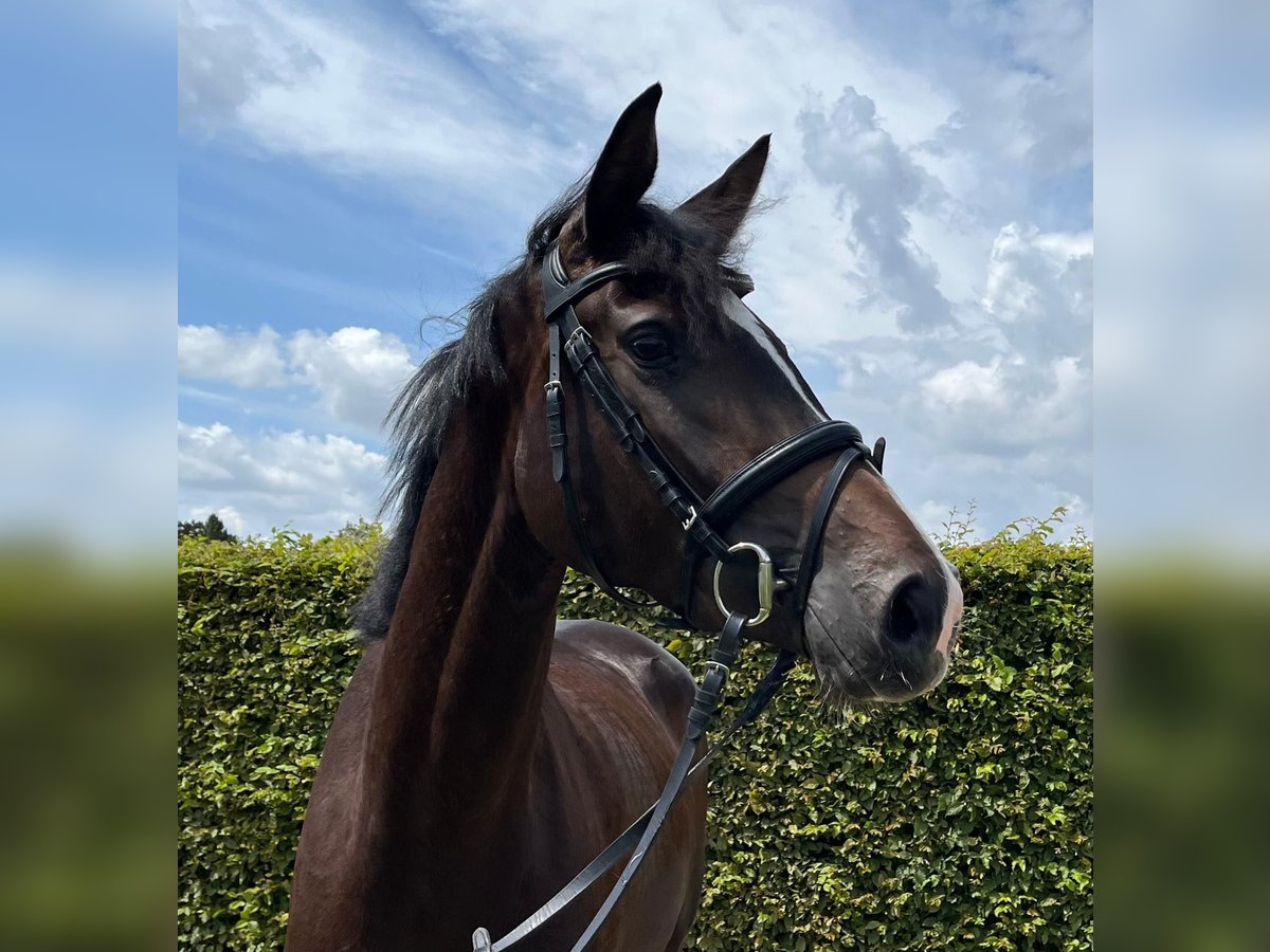 Oldenburg Mare 3 years 16,1 hh Smoky-Black in M&#xFC;nster
