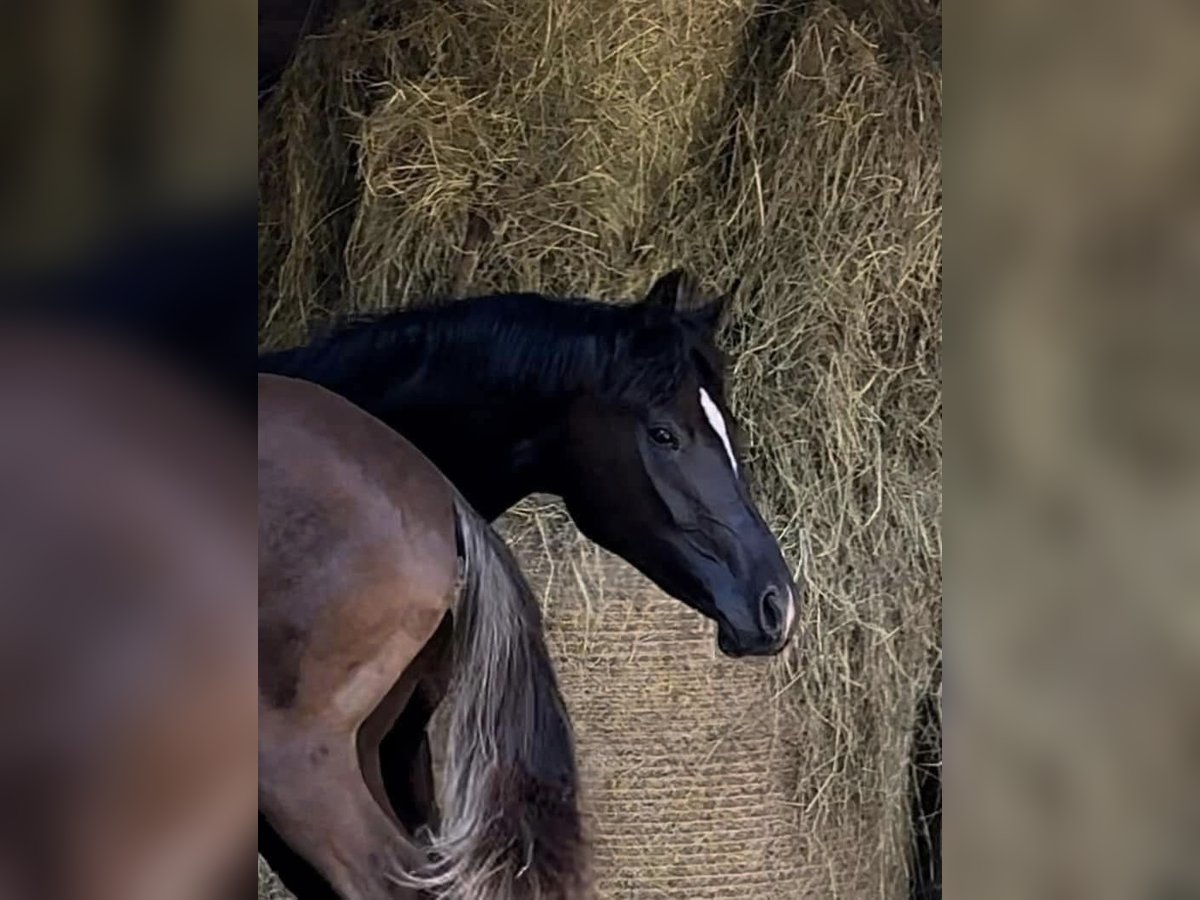 Oldenburg Mare 3 years 16,2 hh Black in Vechta Oldenburg Mare 3 years 16,2 hh Black in Vechta