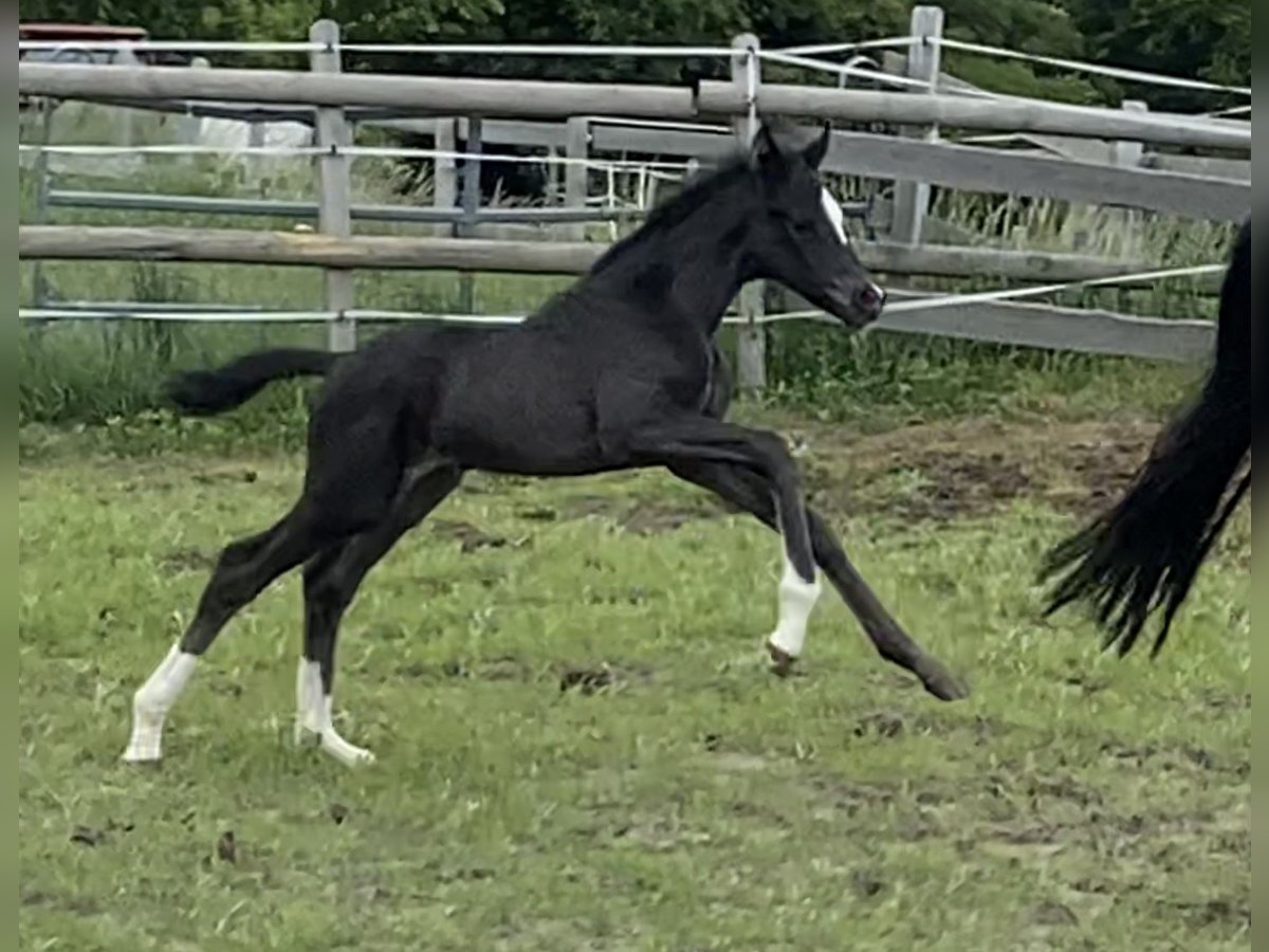 Oldenburg Mare 3 years 16,2 hh Black in Dreieich Oldenburg Mare 3 years 16,2 hh Black in Dreieich