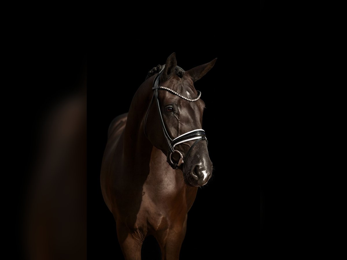 Oldenburg Mare 3 years 16,2 hh Black in Vechta