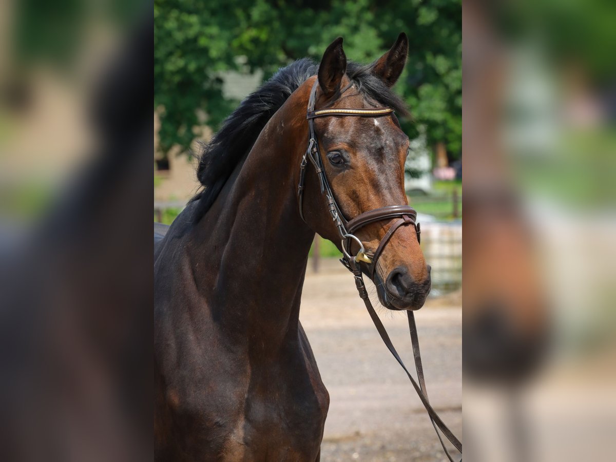 Oldenburg Mare 3 years 16,2 hh Brown in Rickling