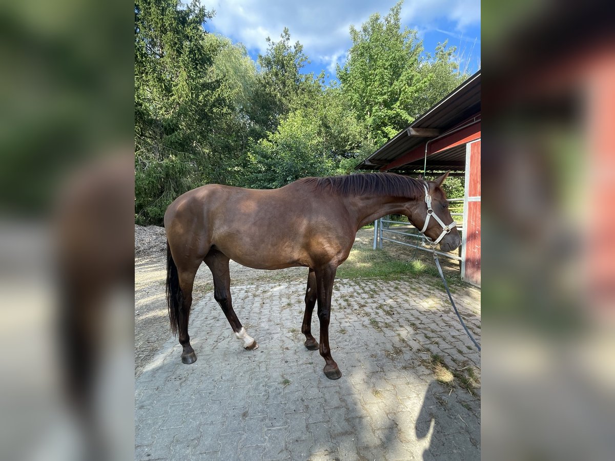 Oldenburg Mare 3 years 16,2 hh Chestnut in Reutlingen