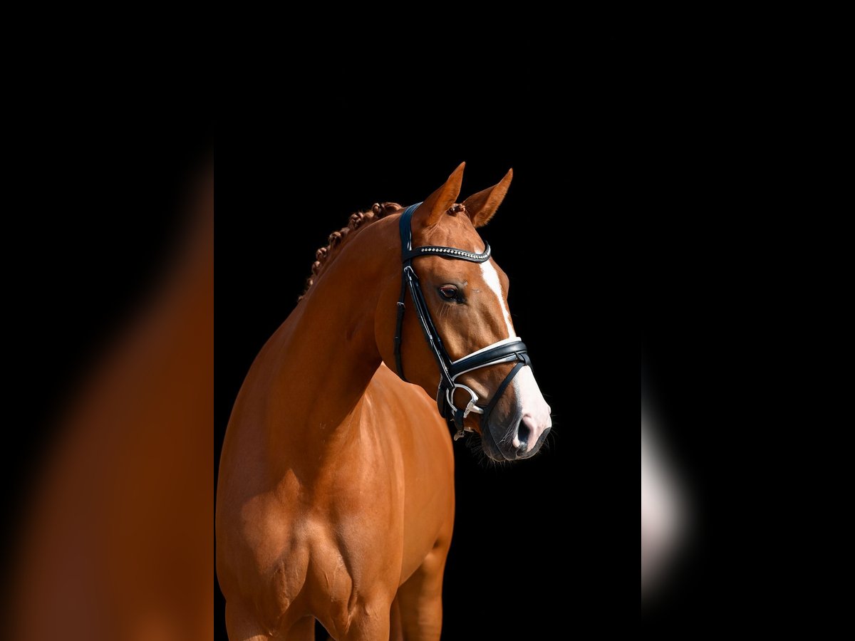 Oldenburg Mare 3 years 16,2 hh Chestnut-Red in Visbek