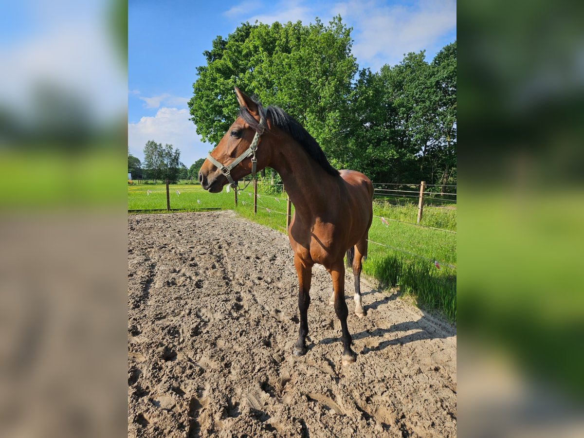 Oldenburg Mare 3 years 16,3 hh Brown in Blomberg