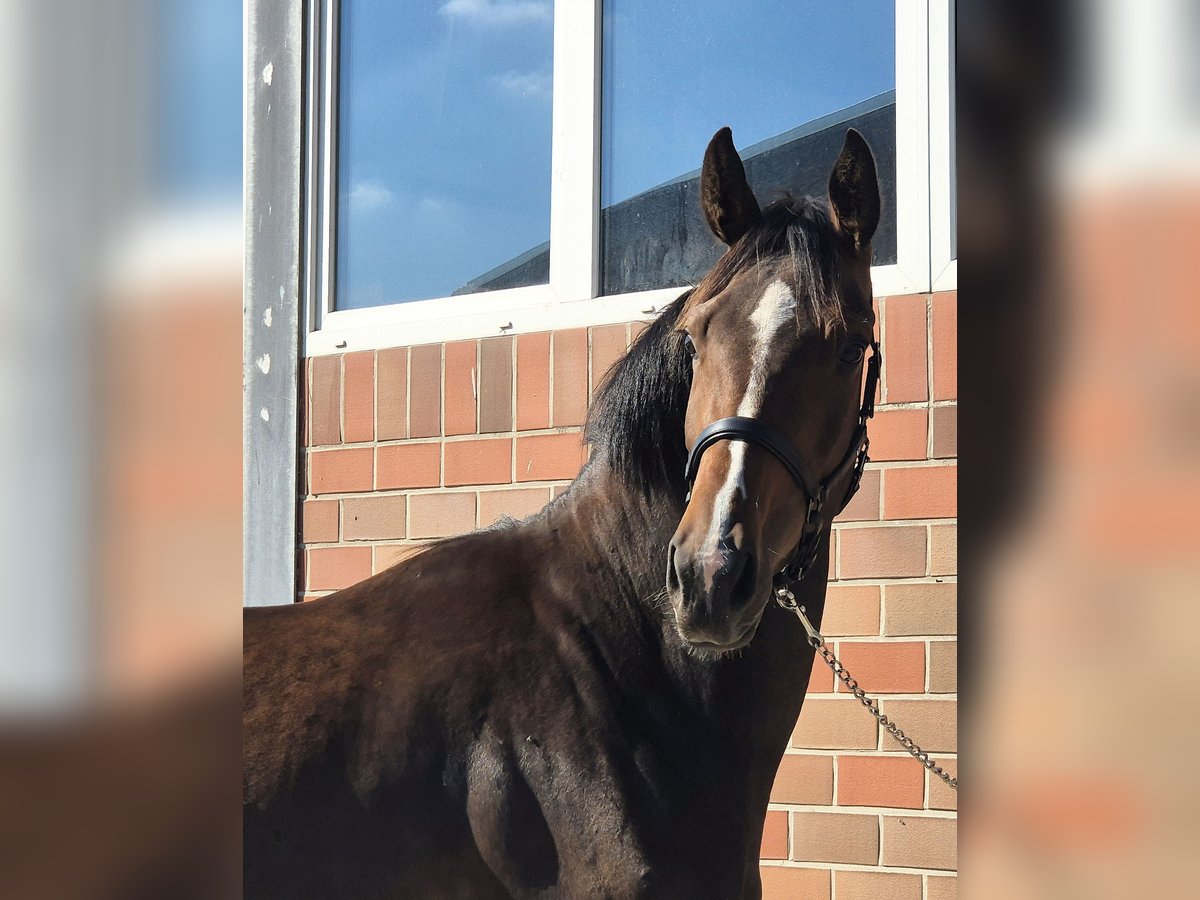 Oldenburg Mare 3 years 16,3 hh Brown in Westerstede