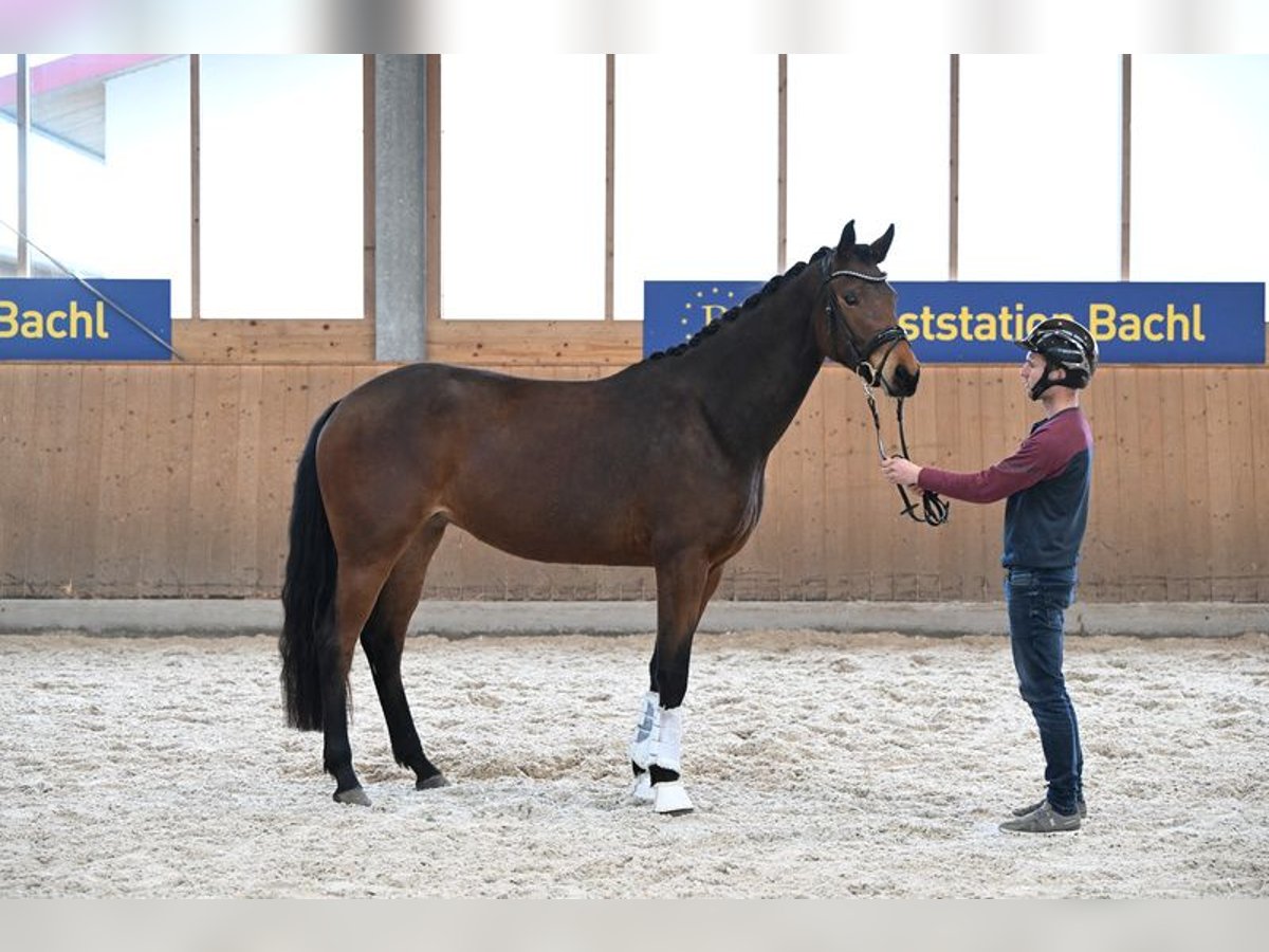 Oldenburg Mare 3 years 16,3 hh Brown in Edling