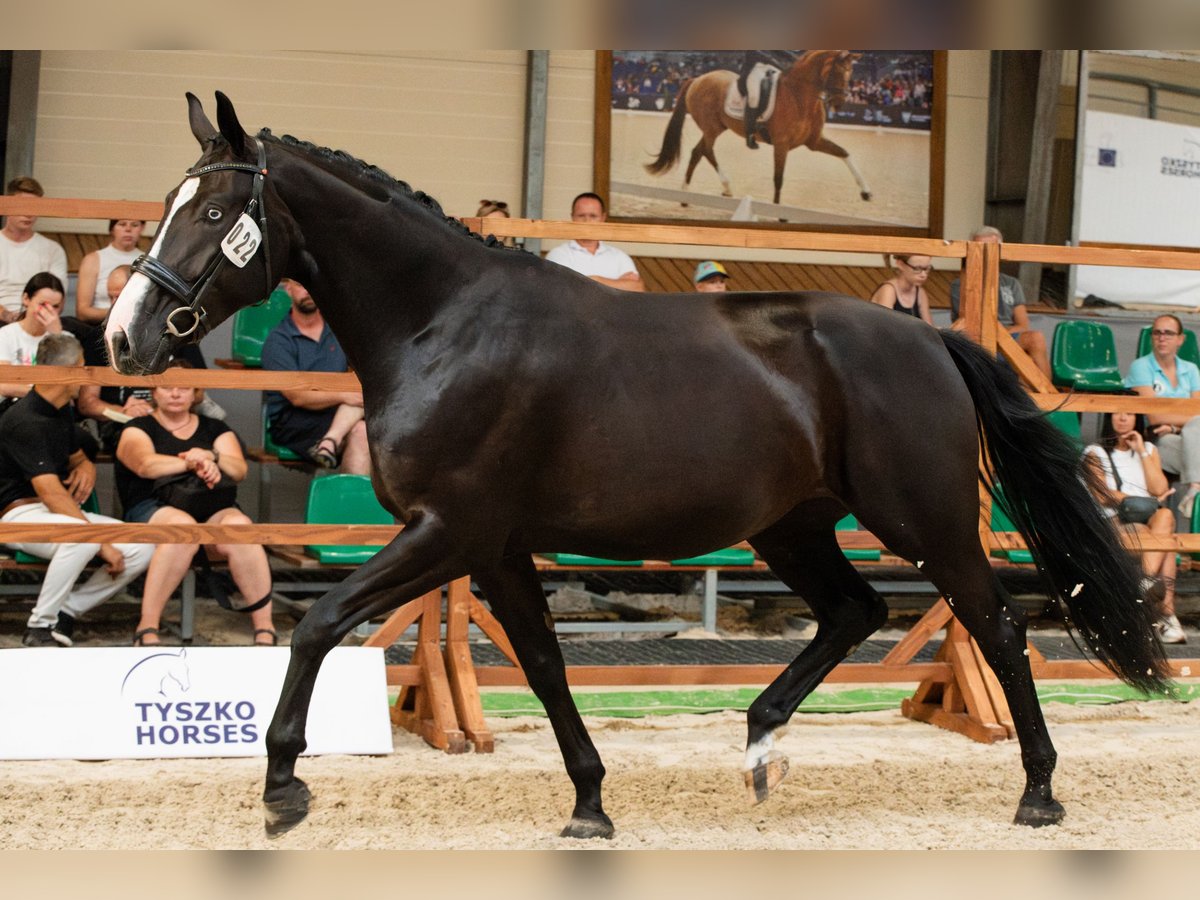 Oldenburg Mare 3 years 17 hh Black in Warszawa