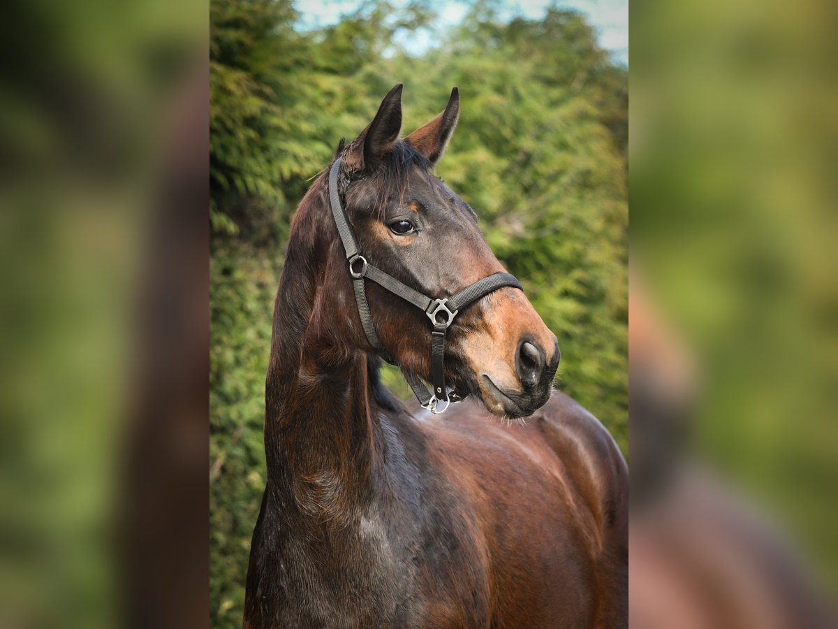 Oldenburg Mare 3 years 17 hh Brown in Hetzerath