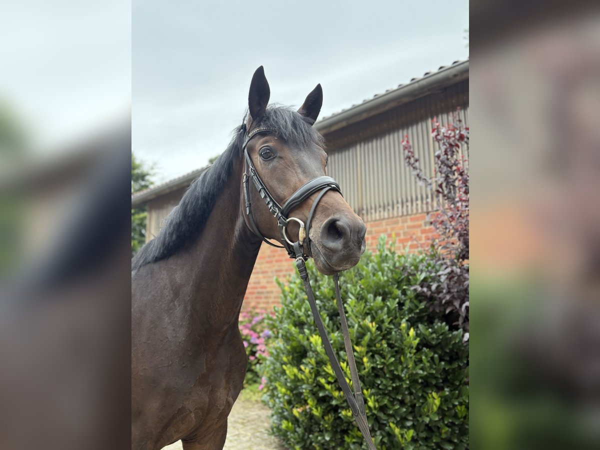 Oldenburg Mare 3 years 17 hh in Verden (Aller)