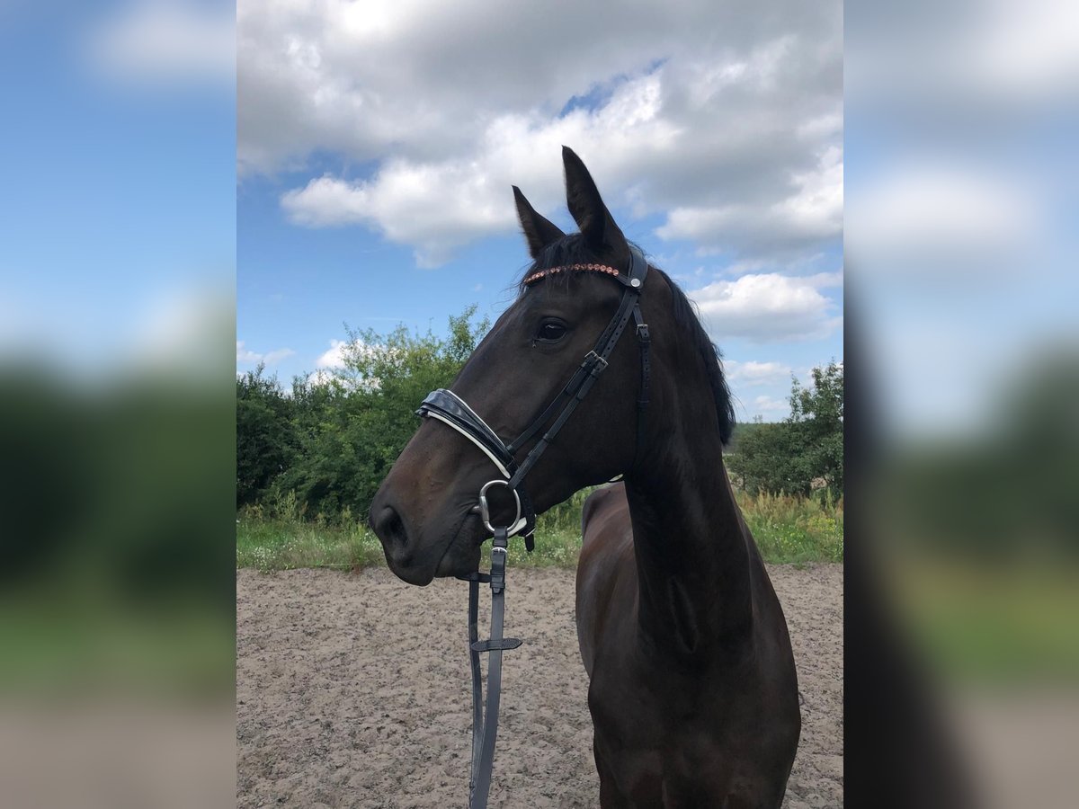 Oldenburg Mare 3 years 17,2 hh Bay-Dark in Stahnsdorf Oldenburg Mare 3 years 17,2 hh Bay-Dark in Stahnsdorf