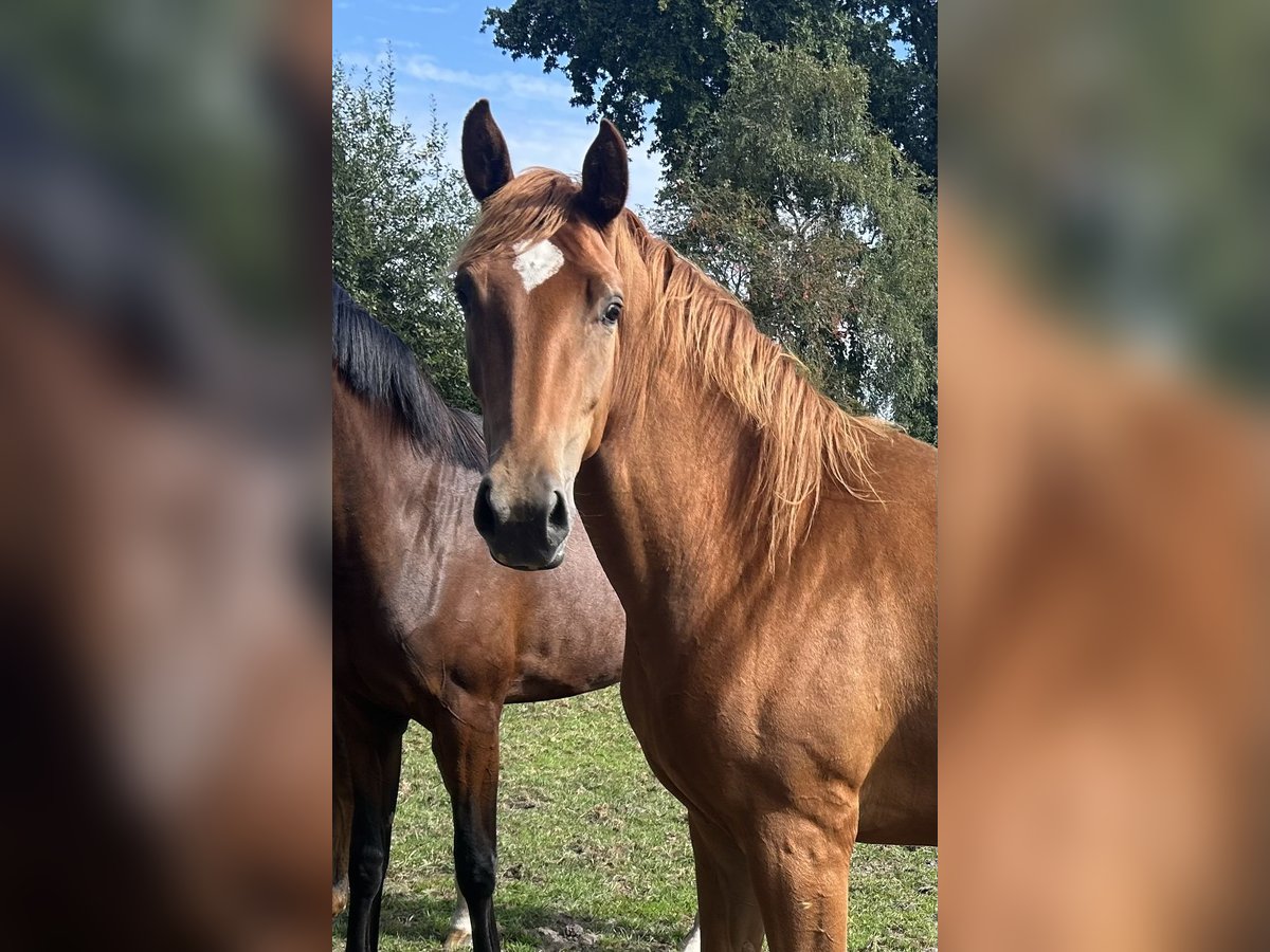 Oldenburg Mare 3 years Chestnut-Red in Molbergen