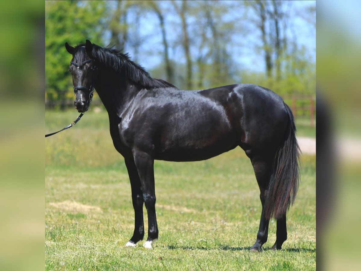 Oldenburg Mare 3 years in Stud