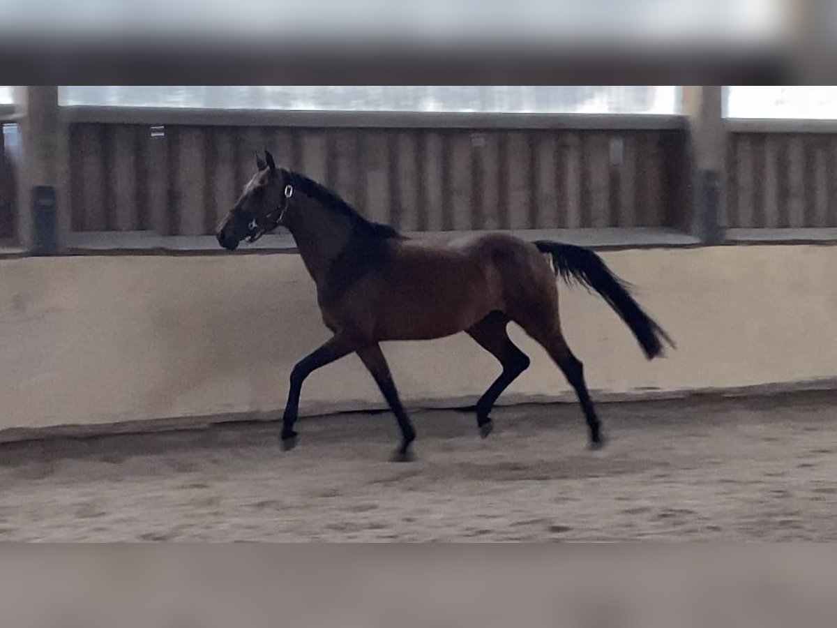 Oldenburg Mare 4 years 15,1 hh in W&#xFC;rzburg