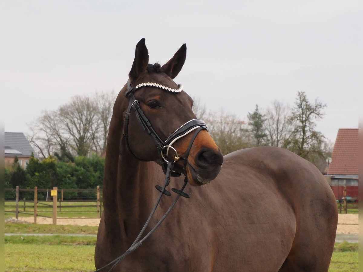 Oldenburg Mare 4 years 15,2 hh Bay-Dark in Bramsche