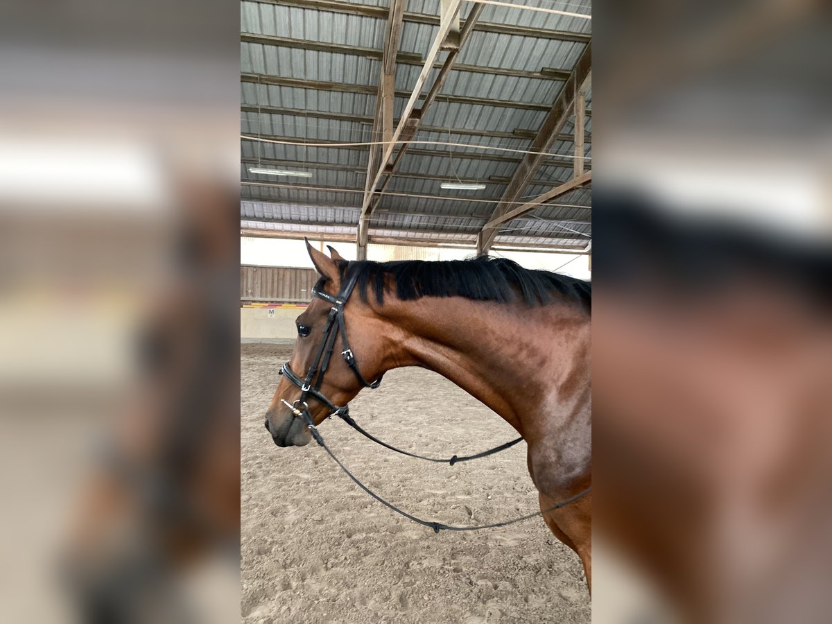 Oldenburg Mare 4 years 15,2 hh Brown in W&#xFC;rzburg