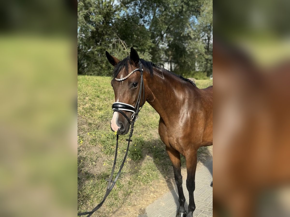Oldenburg Mare 4 years 15,2 hh Brown in Ph&#xF6;ben