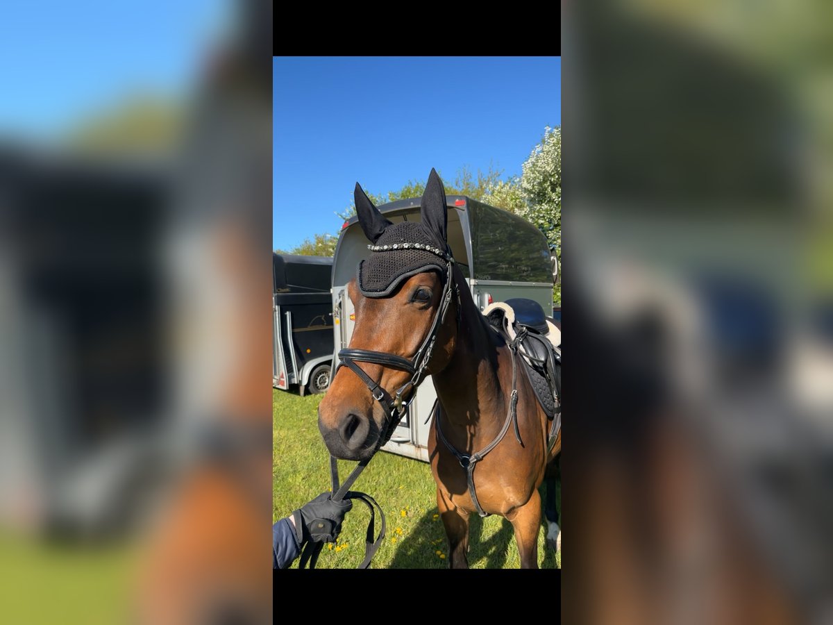 Oldenburg Mare 4 years 15,2 hh Brown in Wardenburg