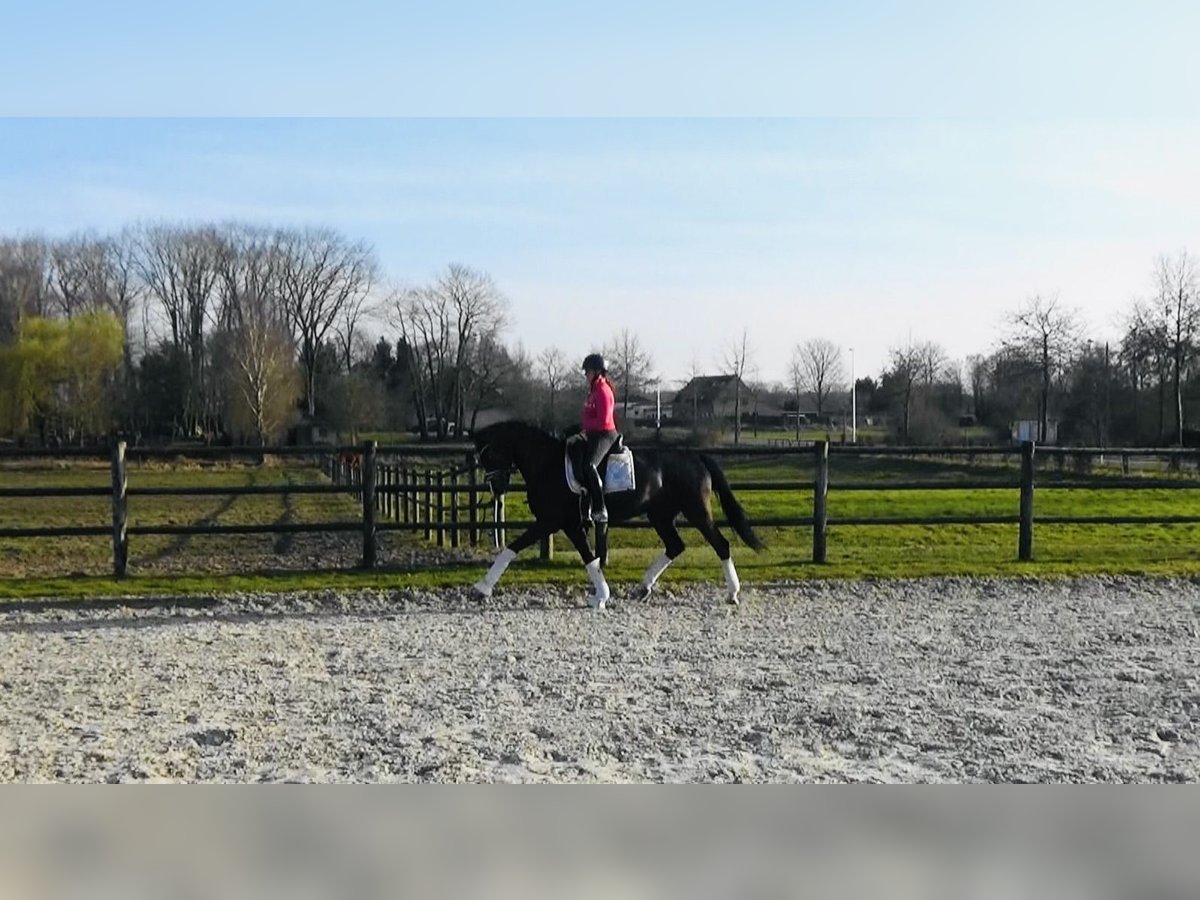 Oldenburg Mare 4 years 16,1 hh Bay-Dark in M&#xF6;nchengladbach