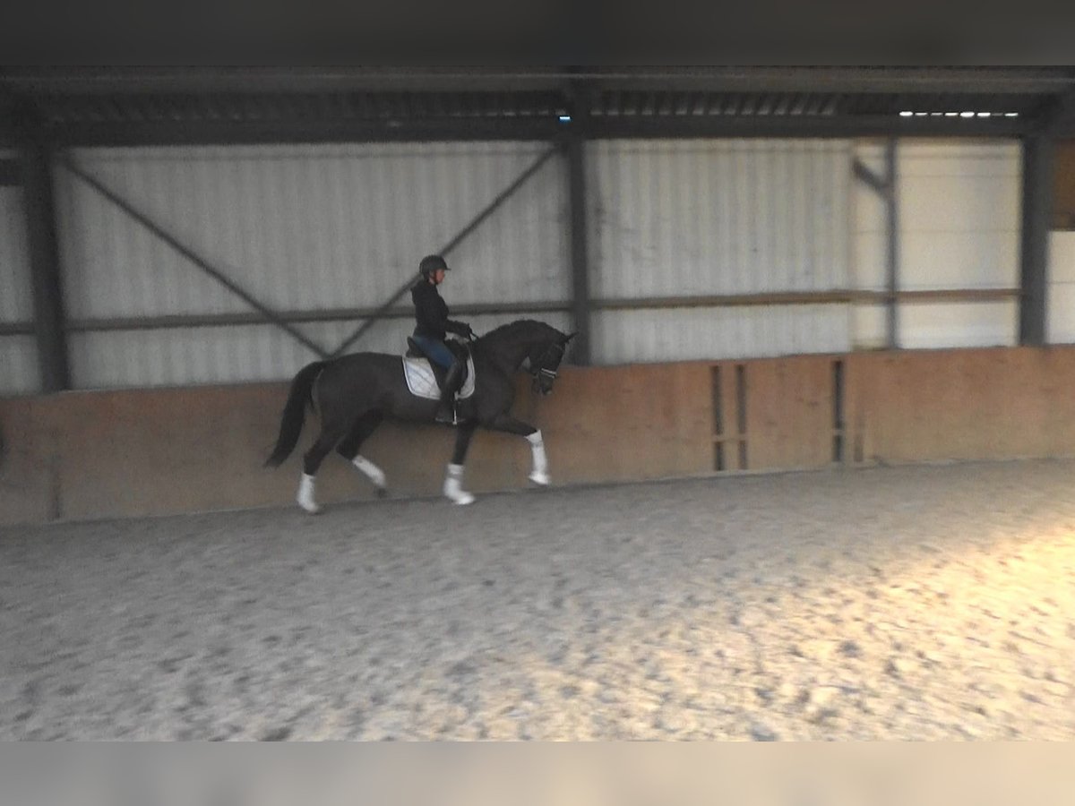 Oldenburg Mare 4 years 16,1 hh Bay-Dark in Mönchengladbach