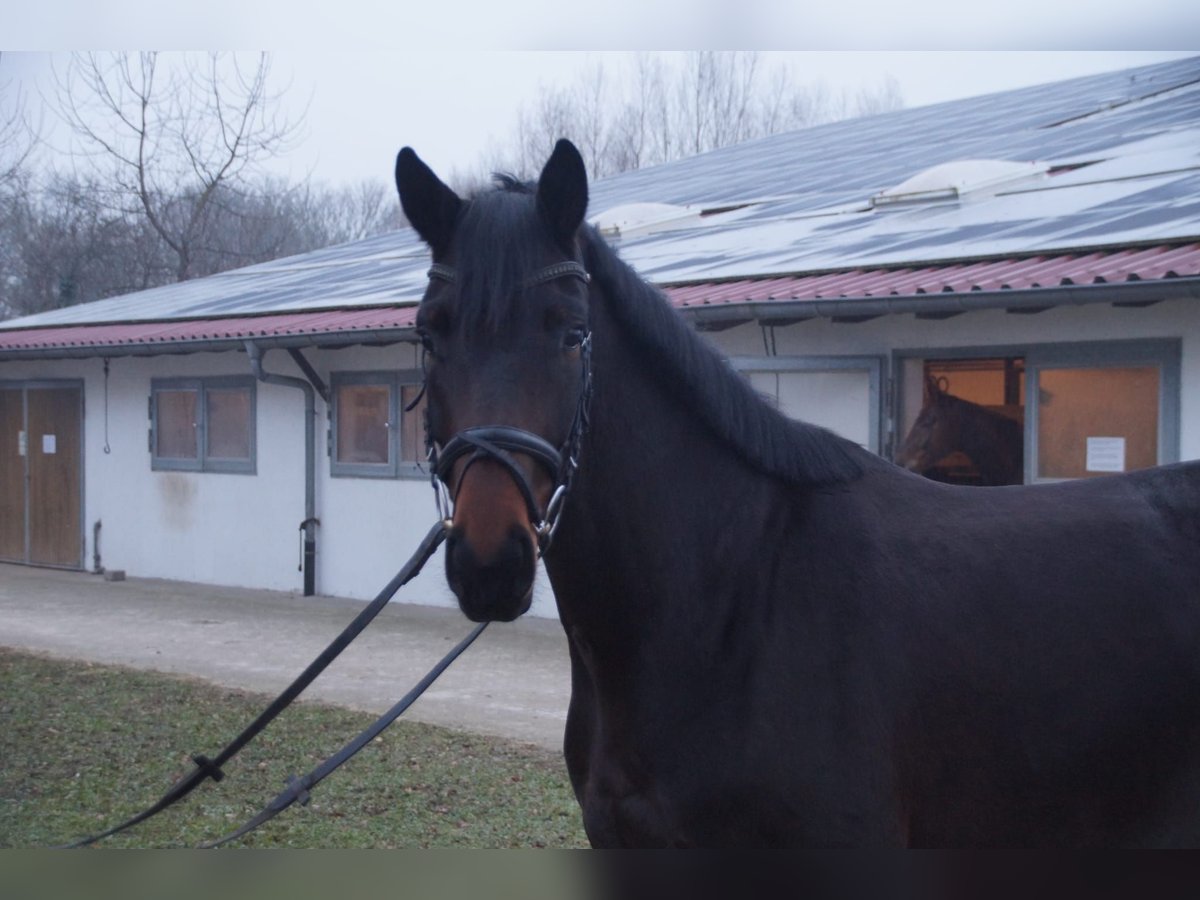 Oldenburg Mare 4 years 16,1 hh Bay-Dark in Kehl