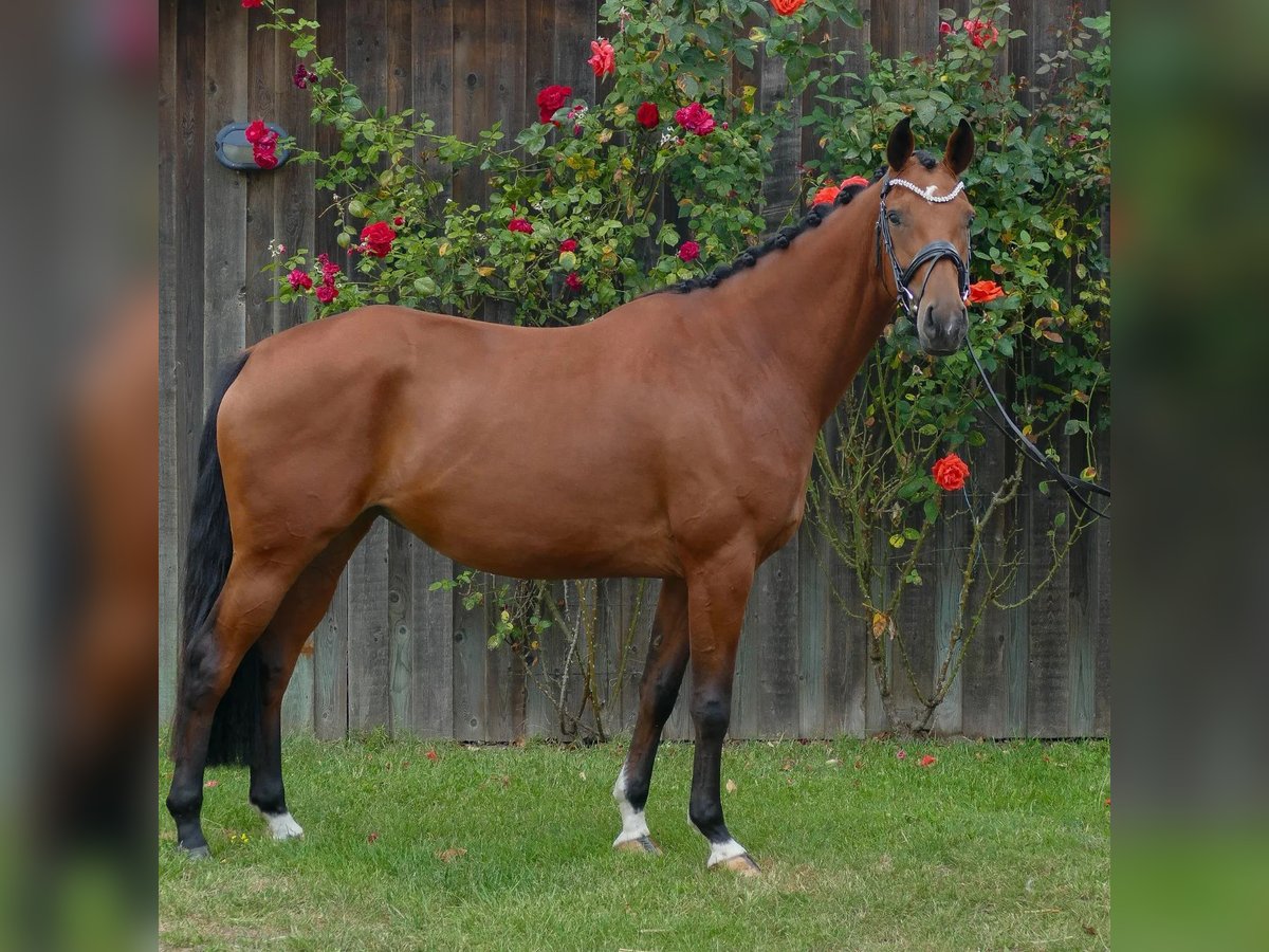 Oldenburg Mare 4 years 16,1 hh Brown in Valluhn