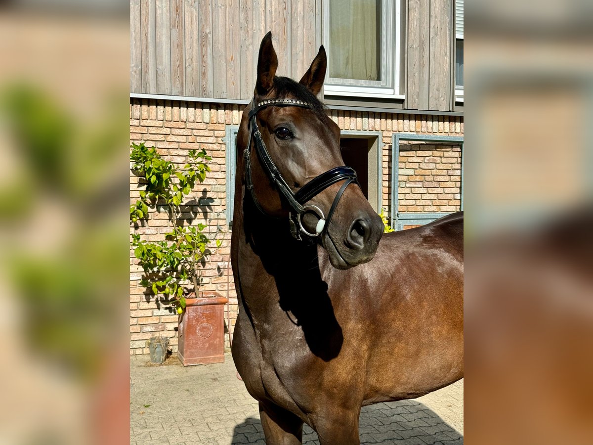 Oldenburg Mare 4 years 16,1 hh Brown in Idstein